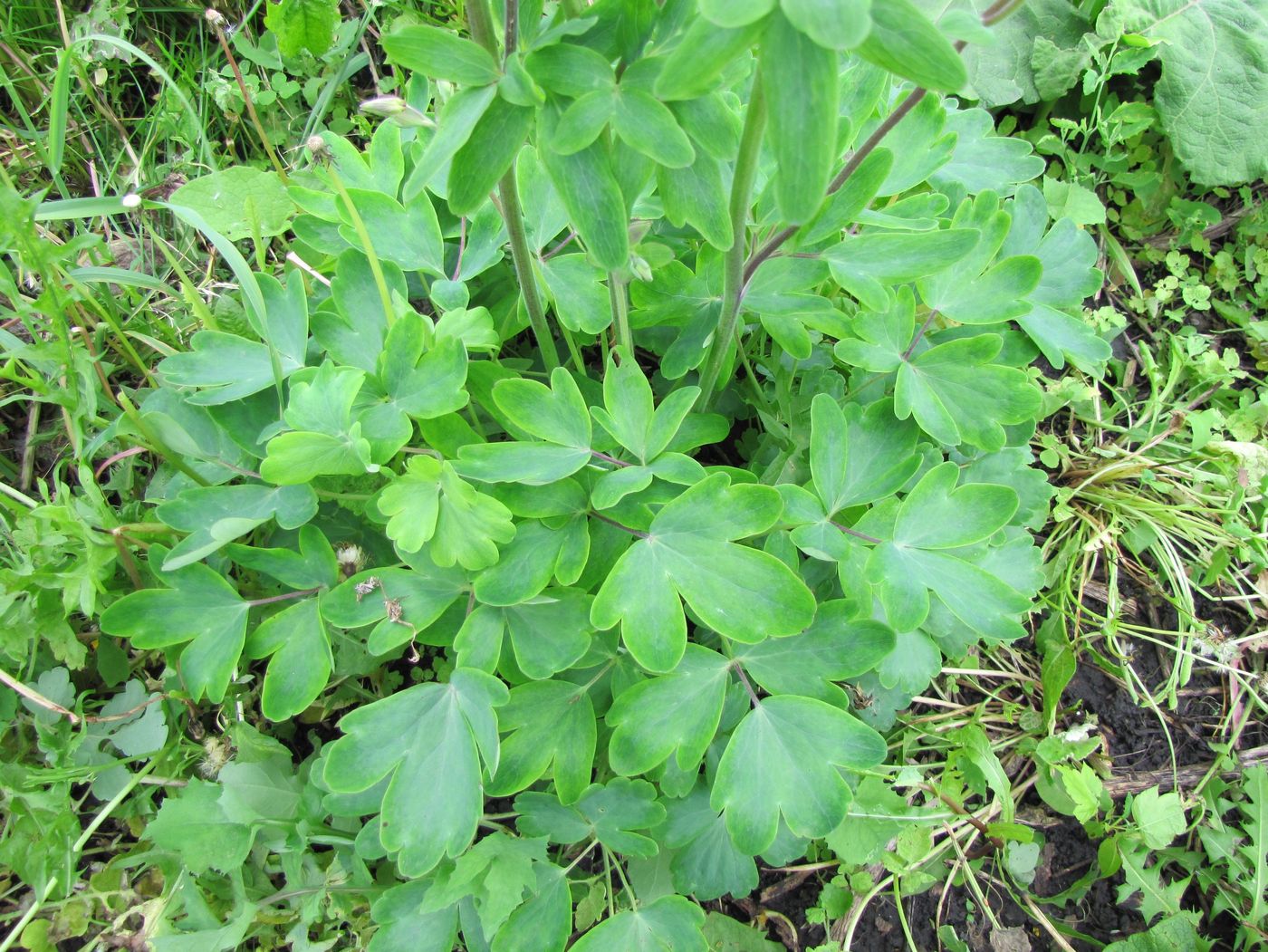 Image of Aquilegia vulgaris specimen.