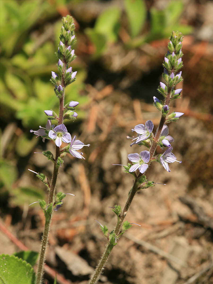 Image of Veronica officinalis specimen.