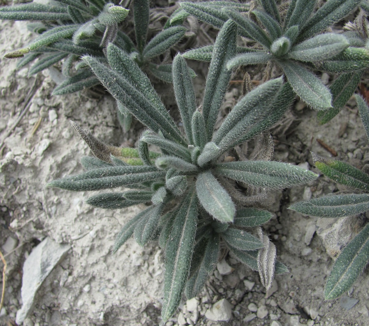 Image of Onosma caucasica specimen.