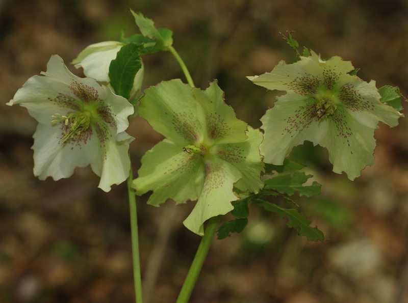 Image of Helleborus caucasicus specimen.