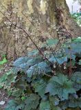 Heuchera micrantha