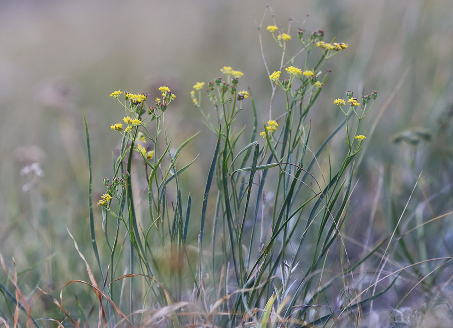 Изображение особи Bupleurum bicaule.