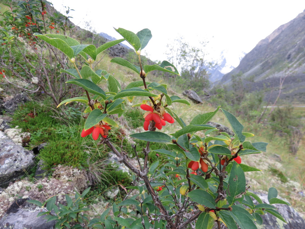 Изображение особи Lonicera hispida.