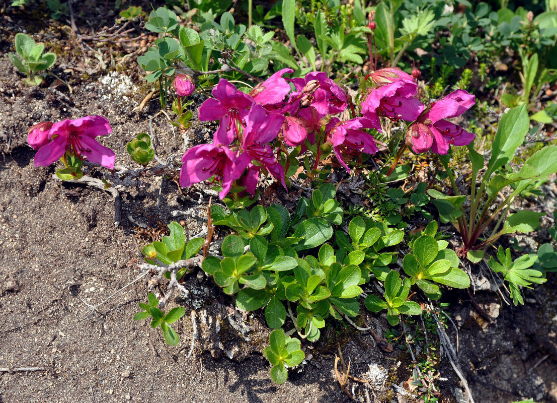 Изображение особи Rhododendron camtschaticum.