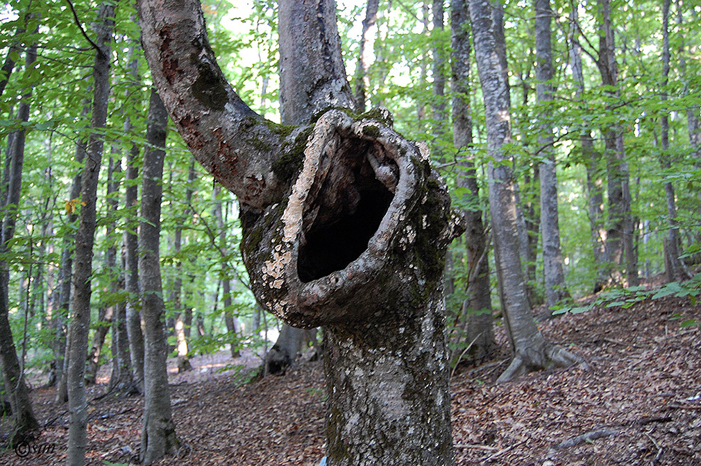 Image of Fagus &times; taurica specimen.