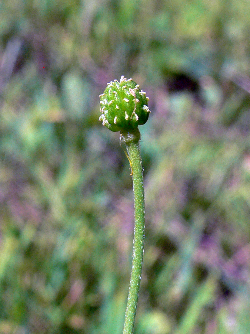 Image of Ranunculus japonicus specimen.