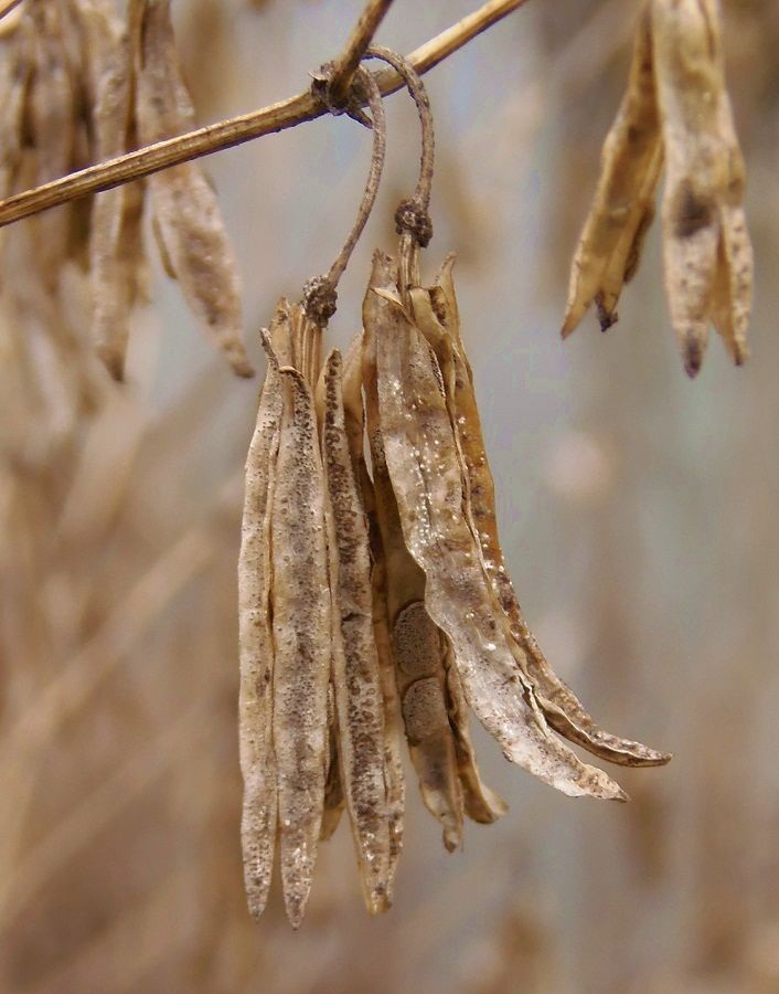 Image of Zygophyllum fabago specimen.