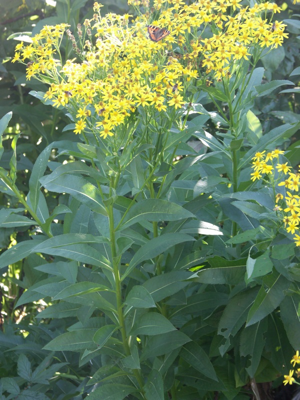 Image of Senecio sarracenicus specimen.