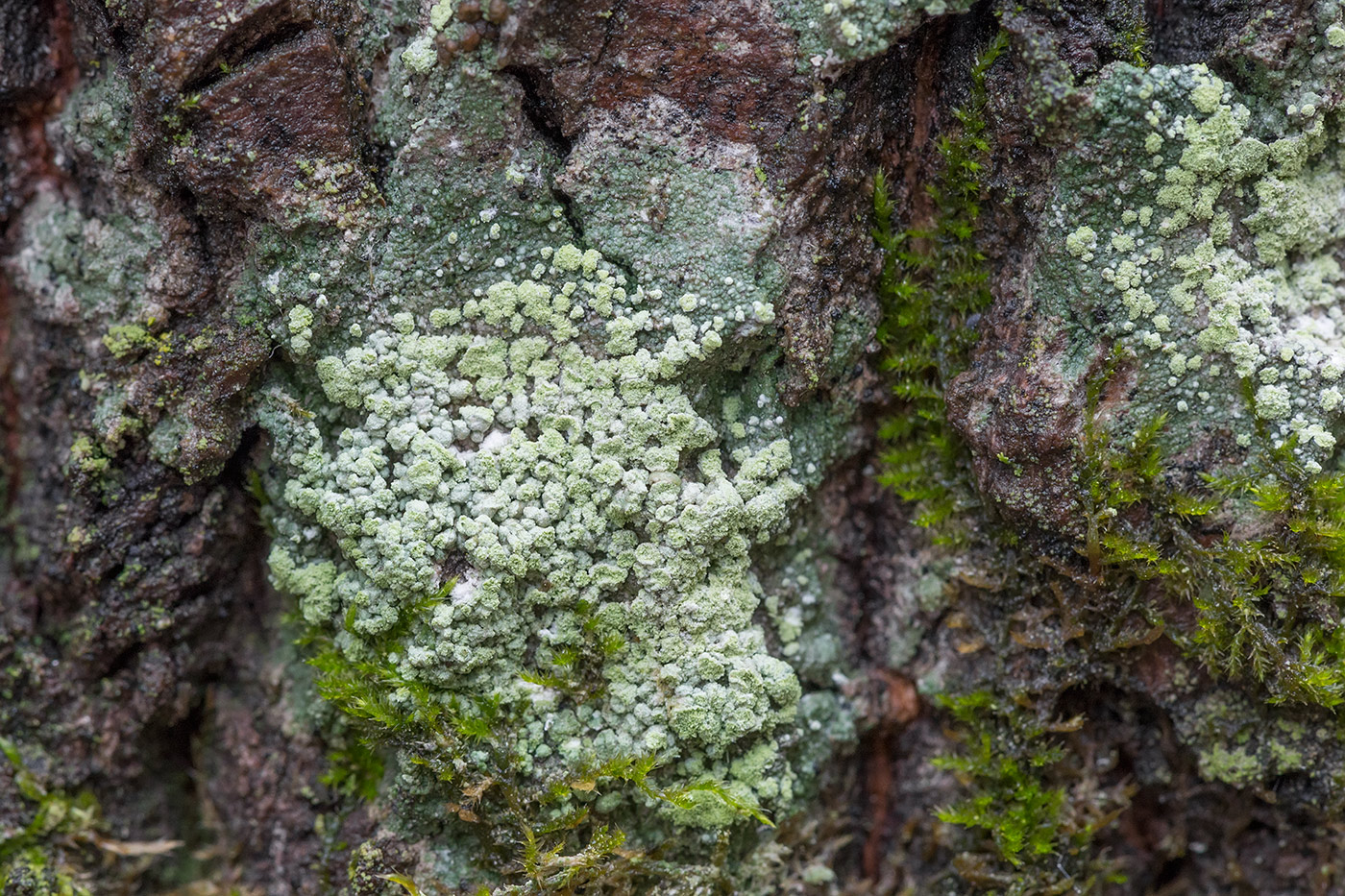 Image of genus Lepraria specimen.