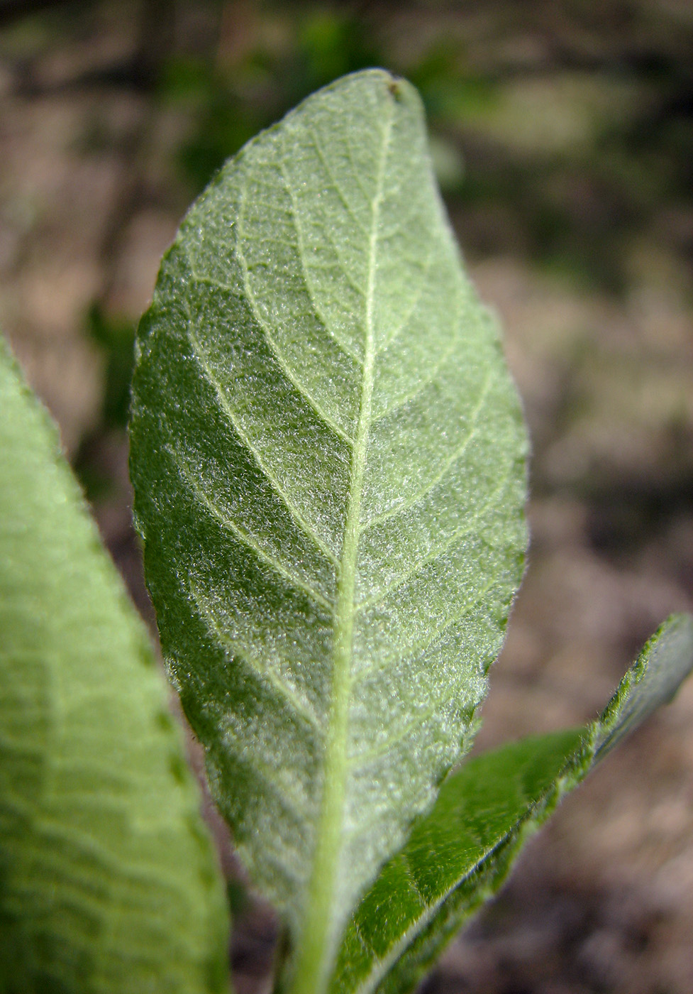 Image of Salix caprea specimen.