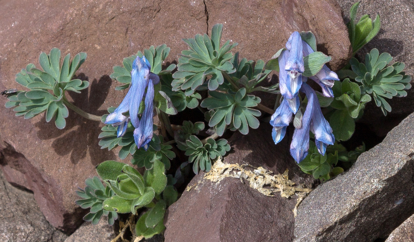 Image of Corydalis alpestris specimen.