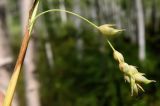 Смотреть изображение Carex falcata