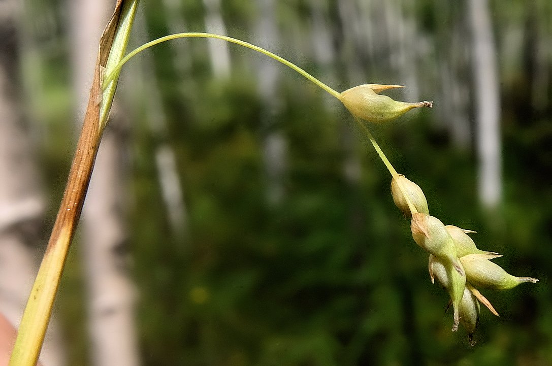 Изображение особи Carex falcata.