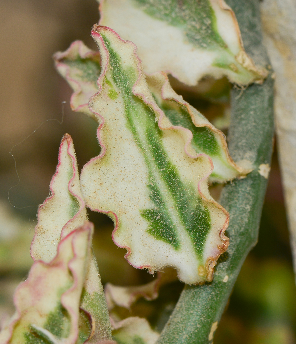 Image of Euphorbia tithymaloides specimen.