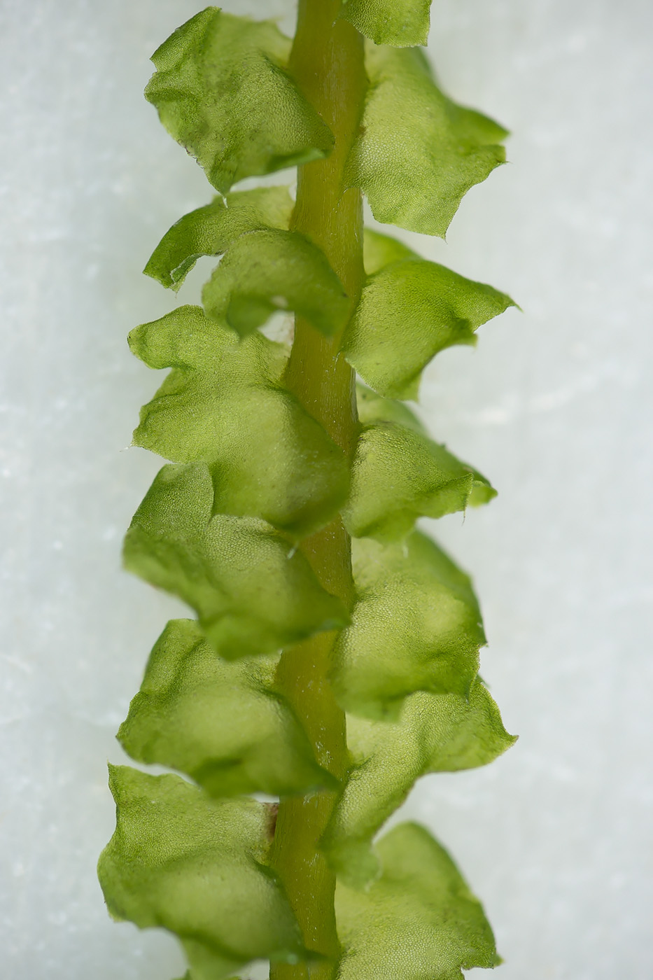 Image of Barbilophozia lycopodioides specimen.