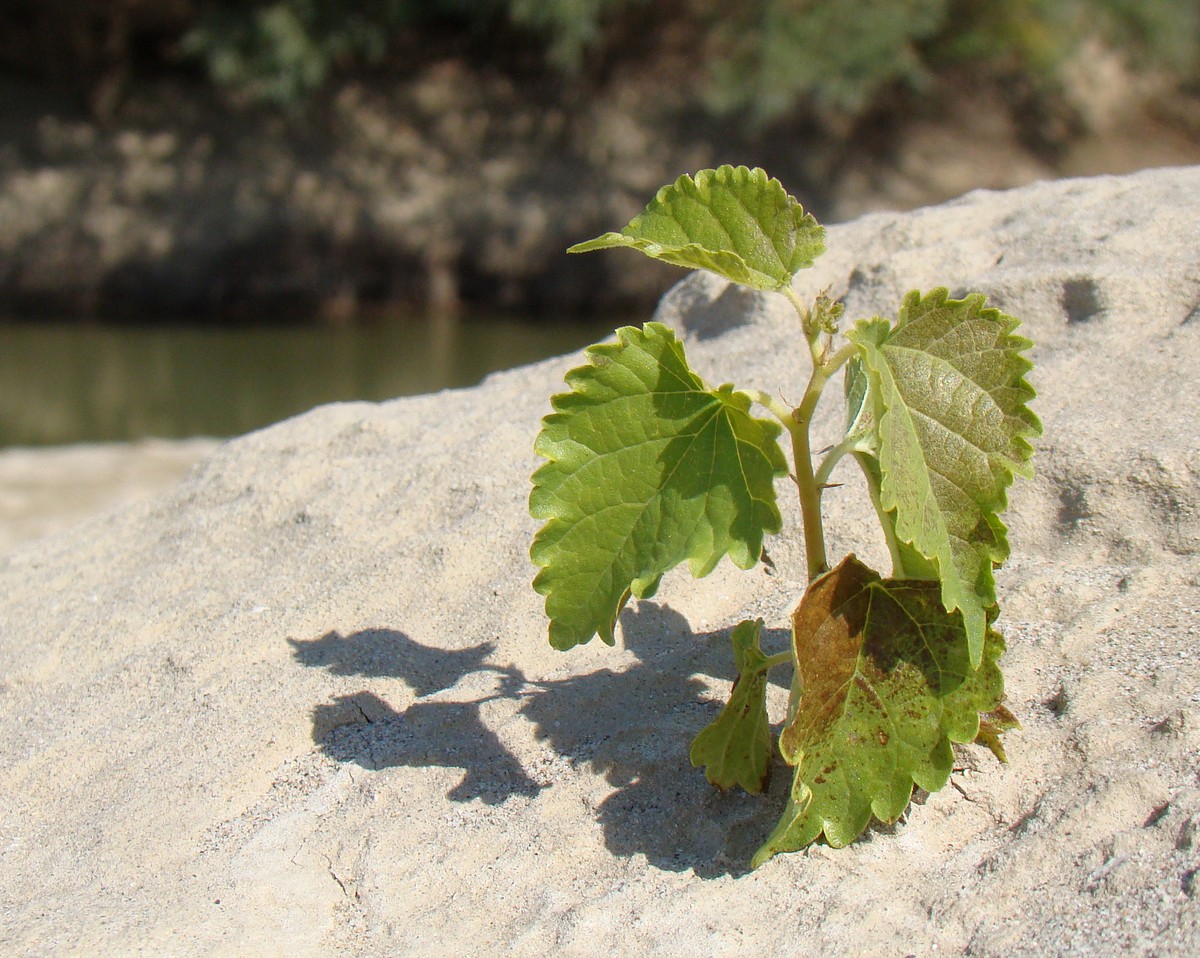 Image of Morus alba specimen.