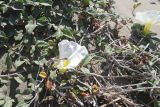 Ipomoea imperati. Цветок и листья. Греция, о. Родос, пляж Прасониси, на дюне. Июль 2017 г.