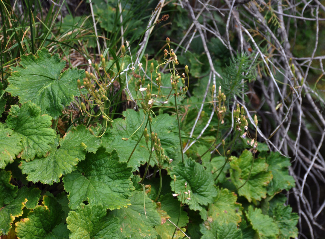 Изображение особи Cortusa turkestanica.