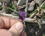 genus Viola. Цветок. Азербайджан, Гахский р-н, долина р. Курмухчай, окраина с. Илису. 8 апреля 2017 г.