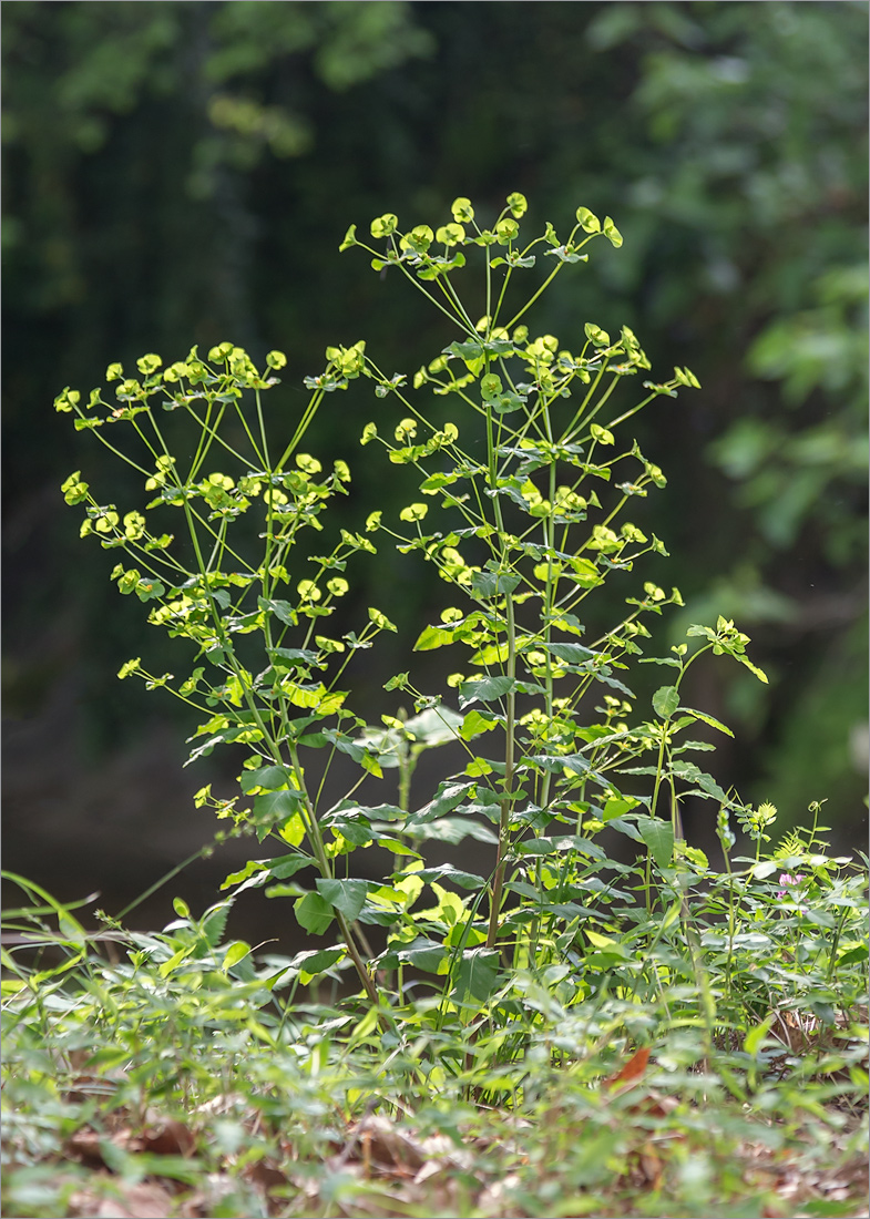 Image of Euphorbia squamosa specimen.