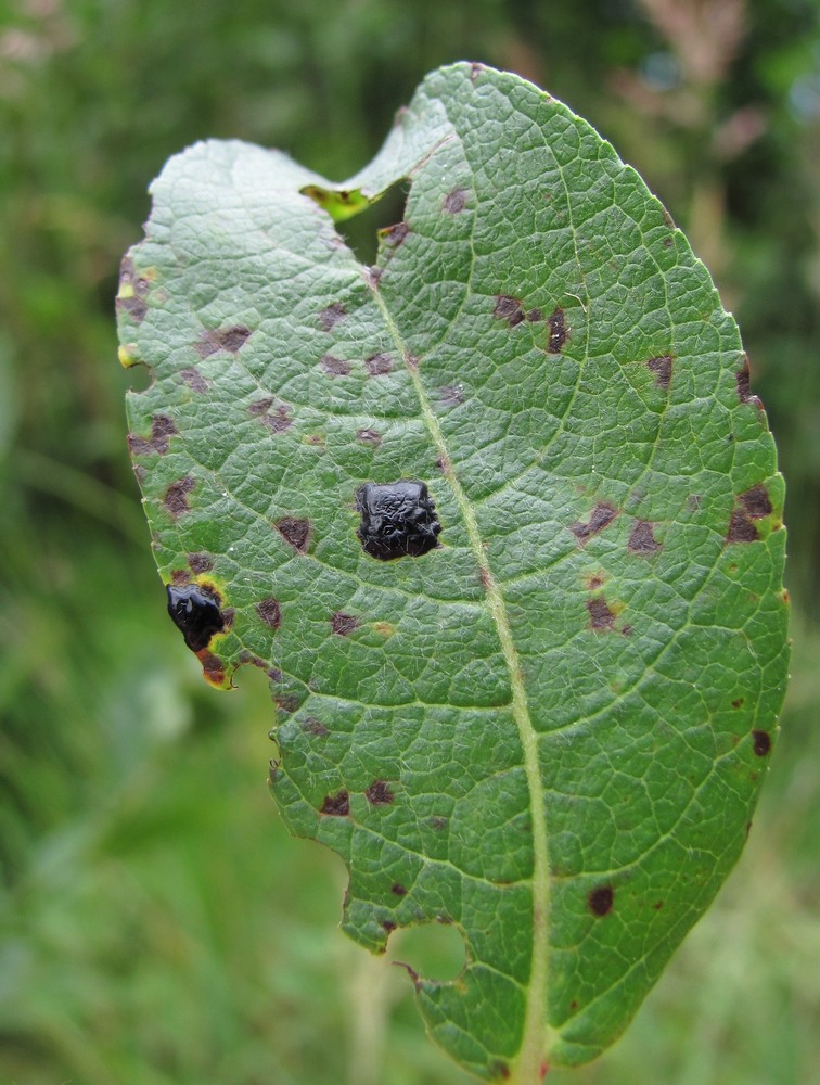 Image of genus Salix specimen.