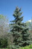 Picea pungens form glauca. Взрослое дерево. Восточный Казахстан, г. Усть-Каменогорск, парк Жастар, в культуре. 07.05.2017.