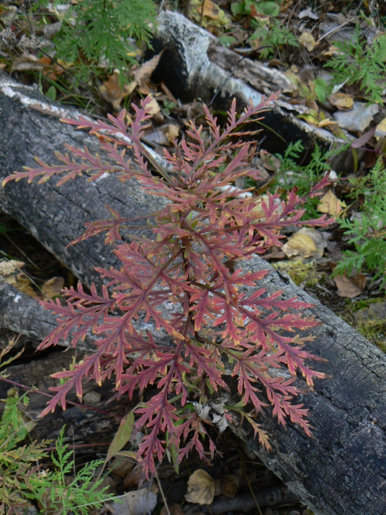 Image of genus Artemisia specimen.