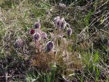 Pulsatilla ucrainica. Цветущее растение. Украина, г. Запорожье, балка Березноватая, степной участок. 14.04.2018.