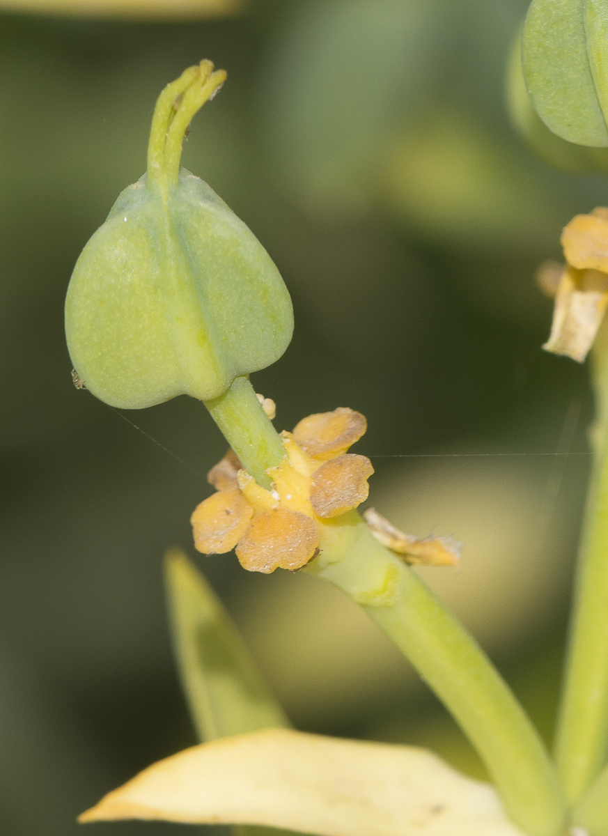 Image of Euphorbia mauritanica specimen.