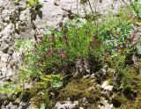 Astragalus buschiorum