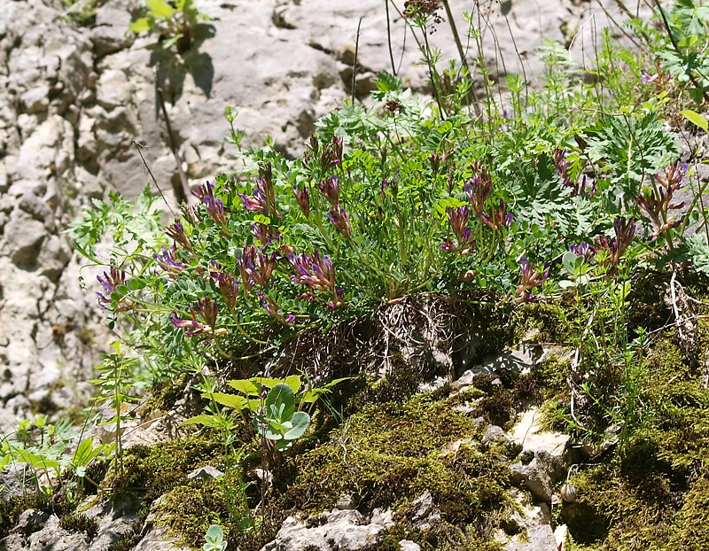 Image of Astragalus buschiorum specimen.