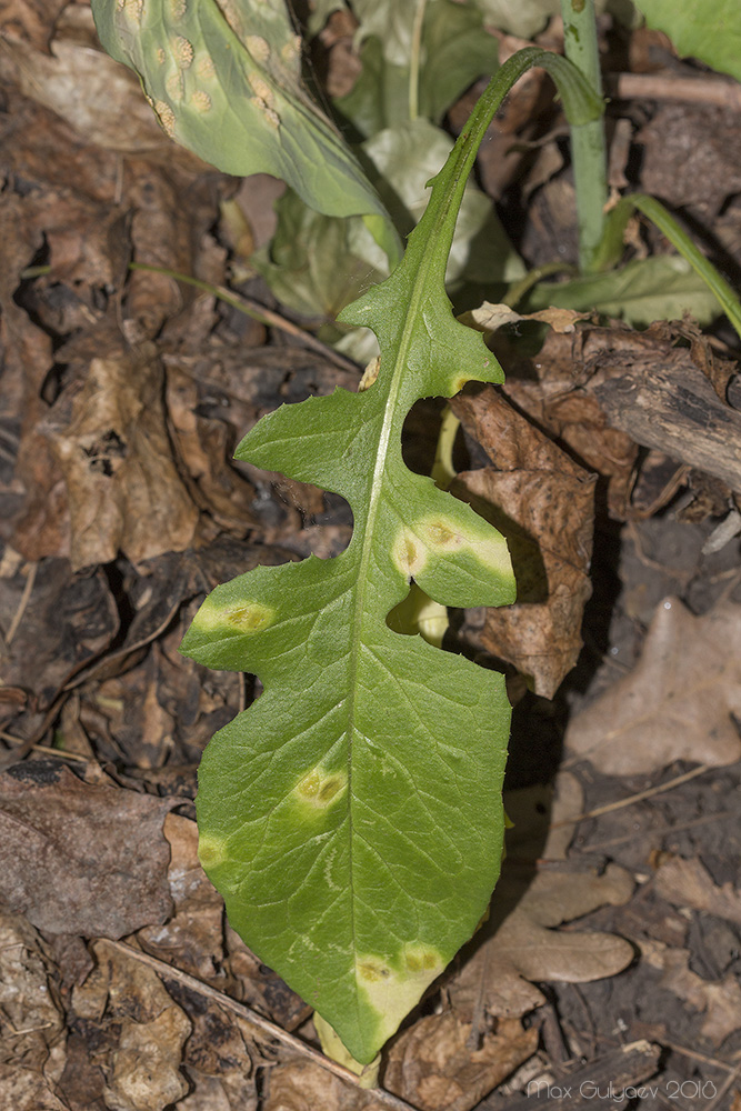 Изображение особи Lactuca chaixii.