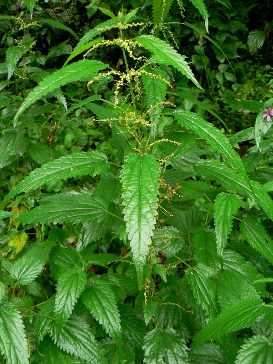 Image of Urtica sondenii specimen.