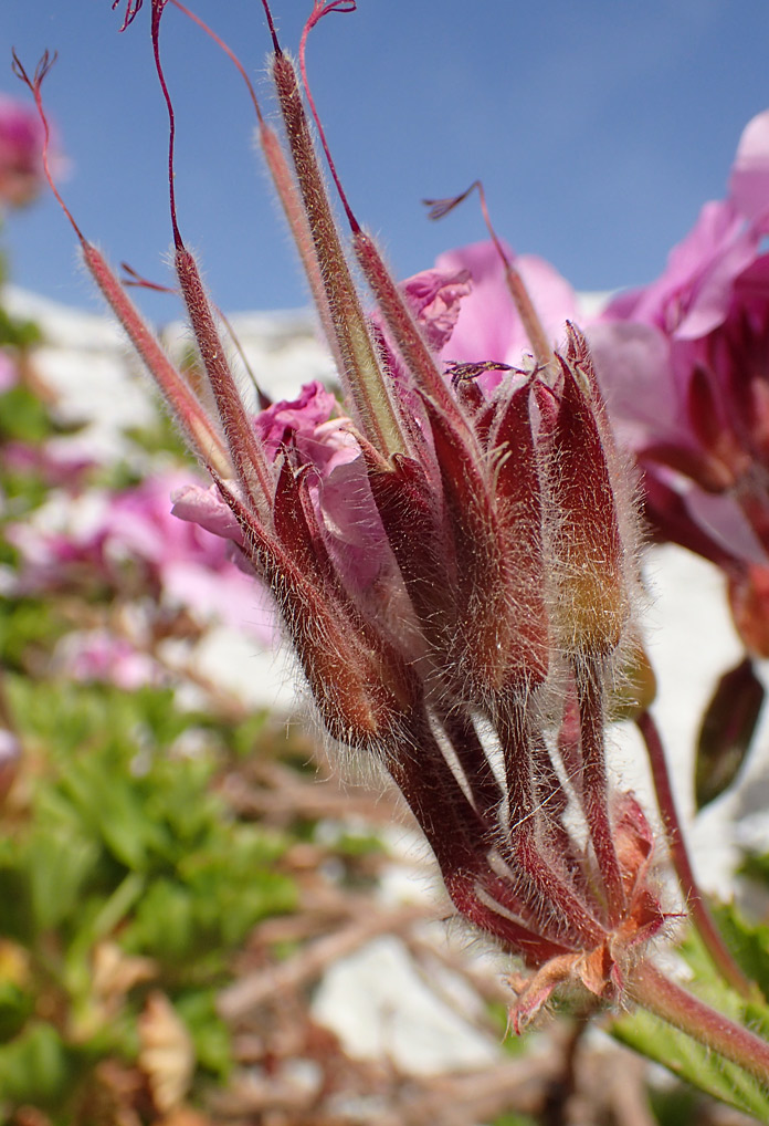 Изображение особи Pelargonium cucullatum.