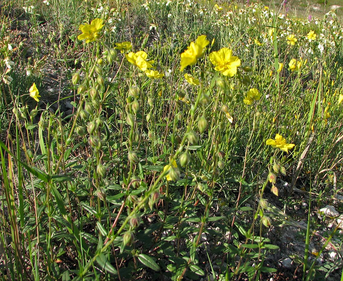 Image of Helianthemum nummularium specimen.