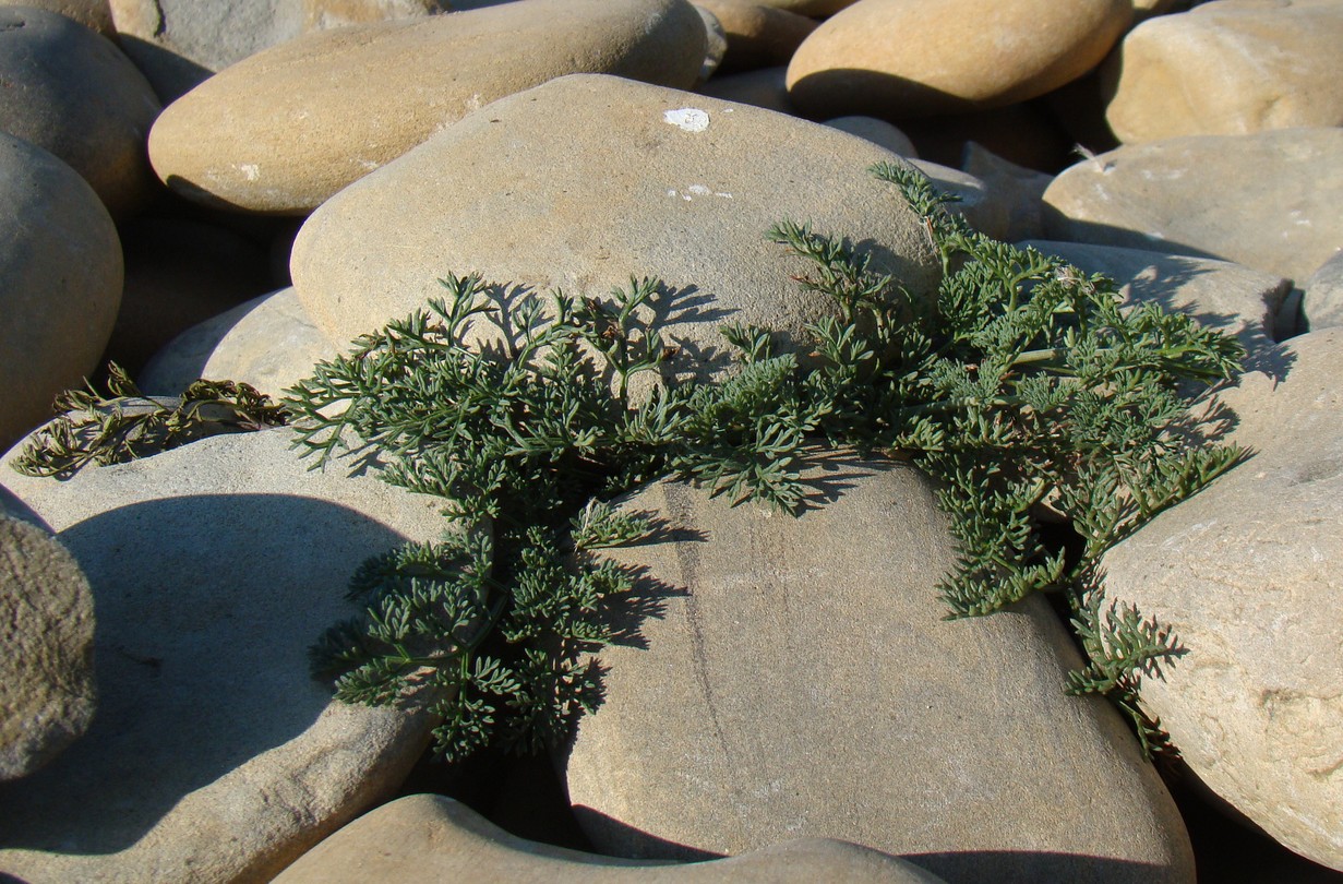 Image of Astrodaucus littoralis specimen.