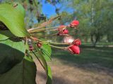 Malus niedzwetzkyana. Бутоны и части листьев. Ульяновск, Заволжский р-н, двор Центральной городской больницы, в культуре. 17.05.2018.