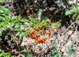 Pyracantha coccinea. Верхушка ветви с соплодиями. Крым, окр. г. Ялта, ущелье Уч-Кош, сосново-лиственный лес. 19.09.2018.