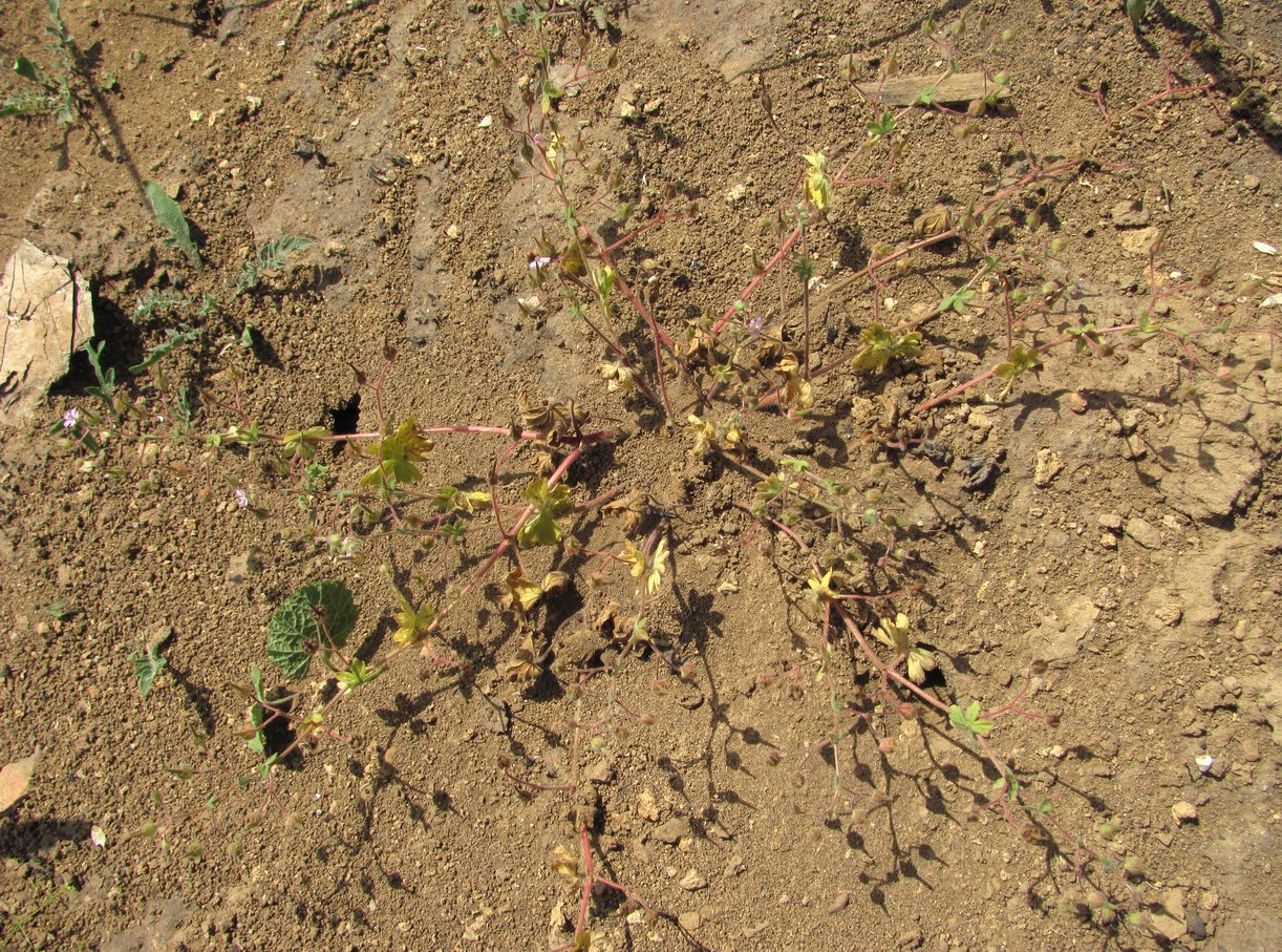 Image of Geranium pusillum specimen.