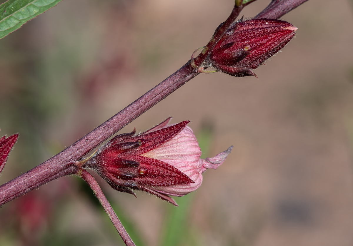 Image of Hibiscus sabdariffa specimen.