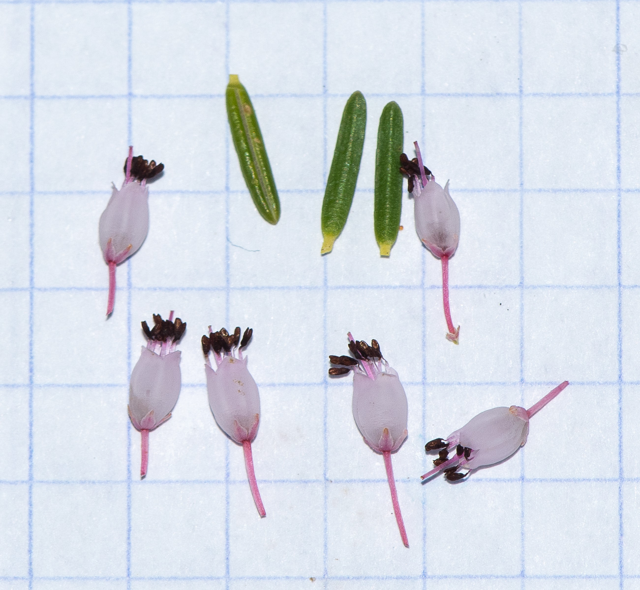 Image of Erica multiflora specimen.