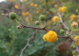 Vachellia farnesiana. Верхушка веточки с соцветиями. Греция, Эгейское море, о. Парос, окр. пос. Мармара (Μάρμαρα), подножие холма Кефалос, возле асфальтированной дороги. 31.10.2018.