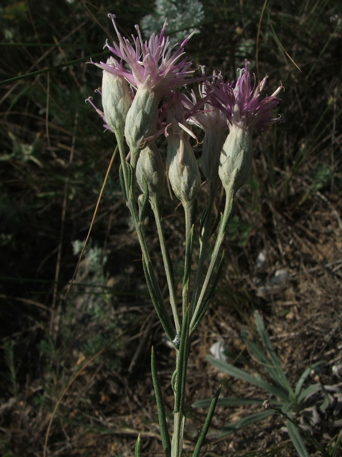 Image of Jurinea stoechadifolia specimen.