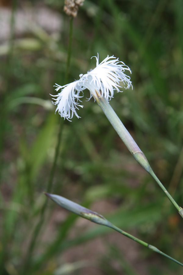 Image of Dianthus hoeltzeri specimen.