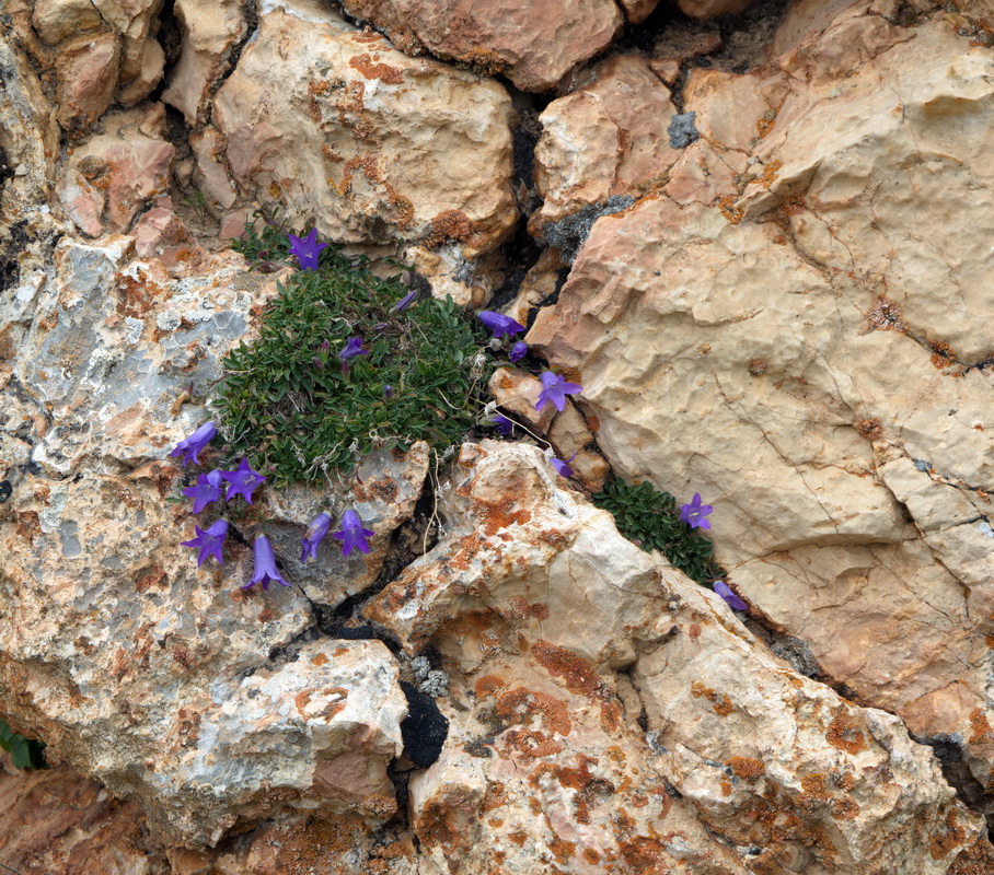 Изображение особи род Campanula.