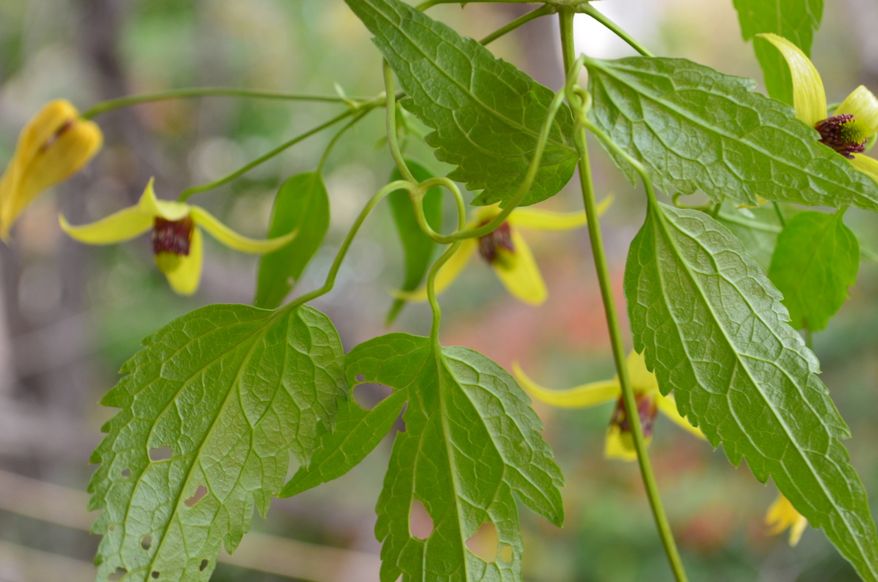 Изображение особи Clematis serratifolia.