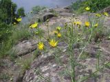 Senecio borysthenicus