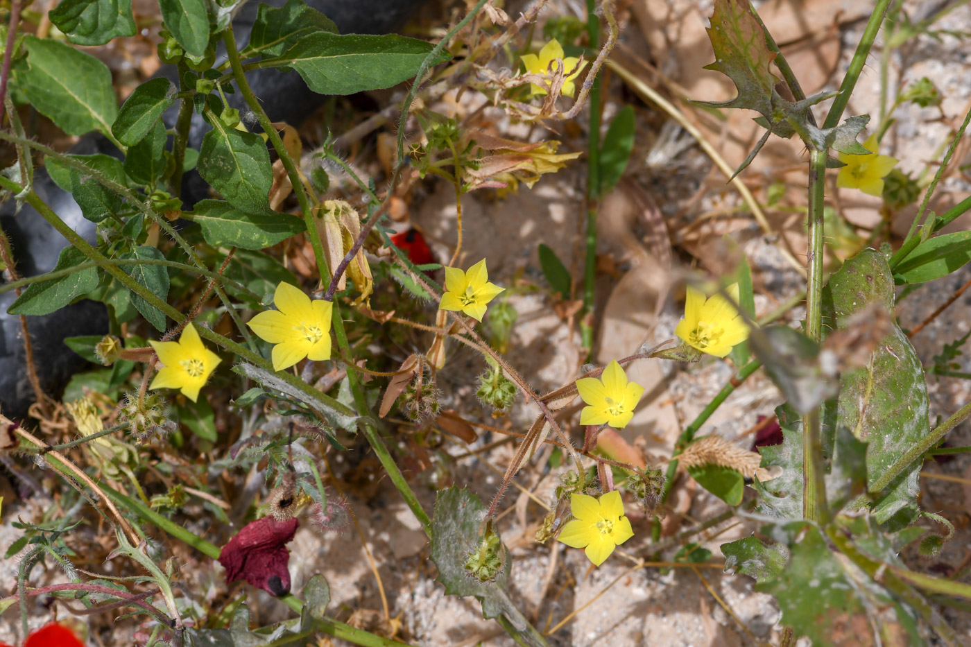 Image of Campanula sulphurea specimen.