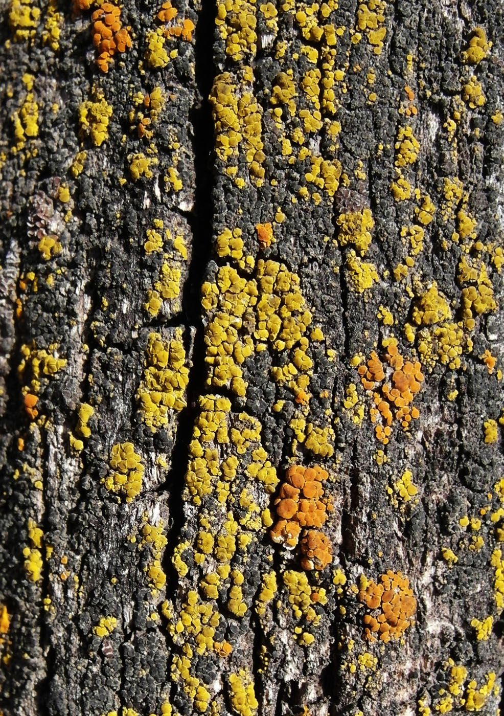 Image of Candelariella antennaria specimen.