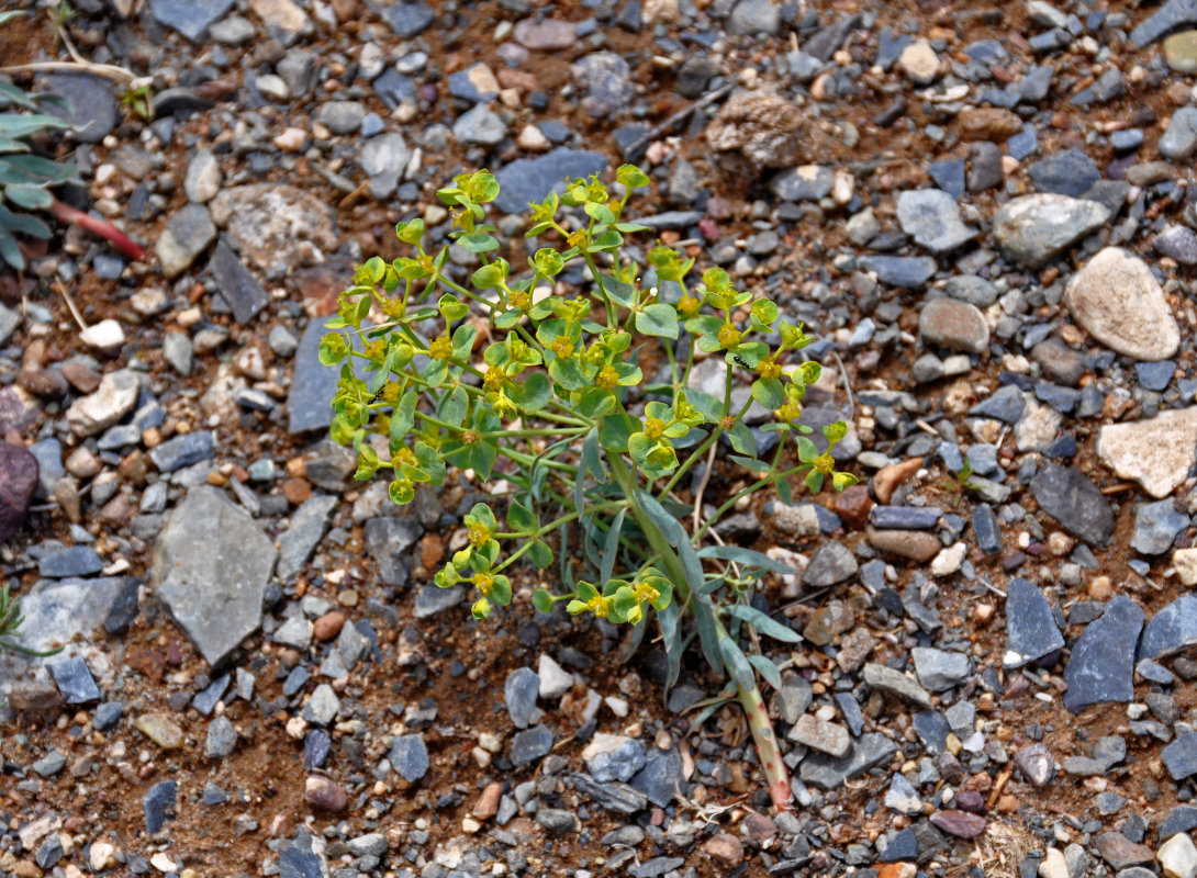 Изображение особи Euphorbia tshuiensis.